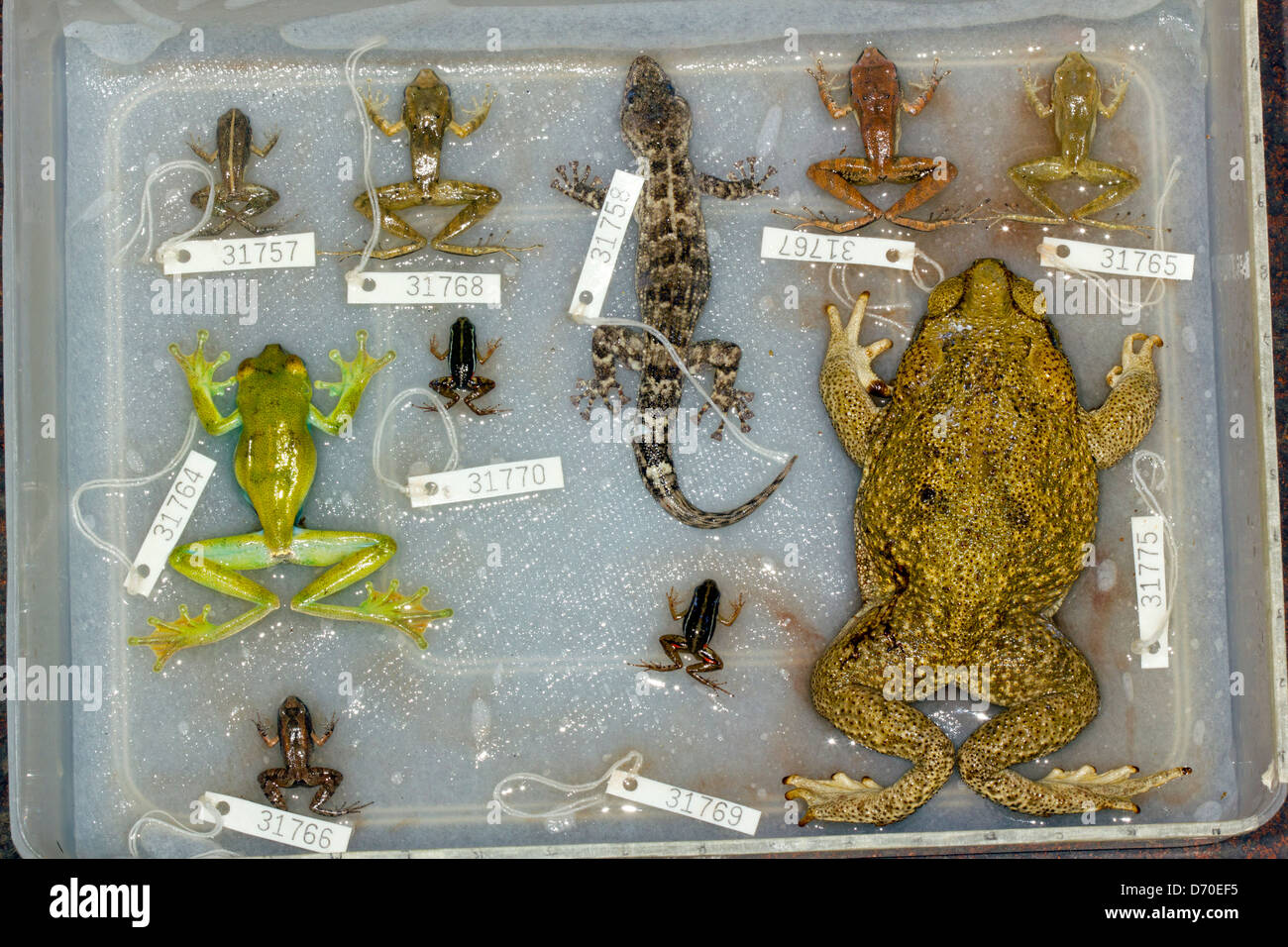 Exemplare von Reptilien und Amphibien mit Museum-Tags auf einer Erhebung Expedition in Ecuador in Formalin fixiert Stockfoto