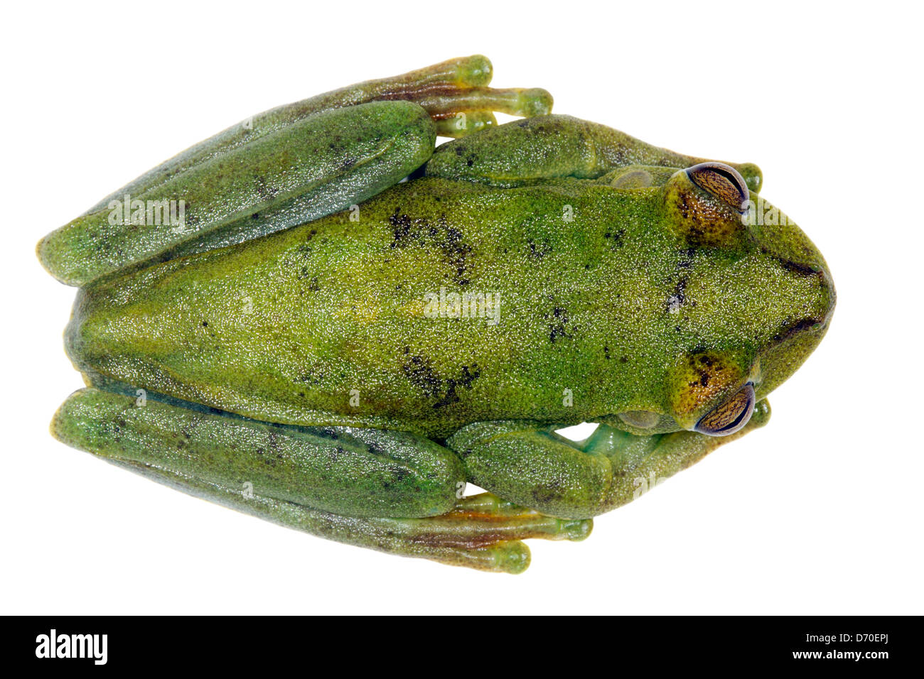 Palmar Treefrog (Hypsiboas Pellucens) aus der biologischen Choco-Region im Nordwesten Ecuadors. Stockfoto