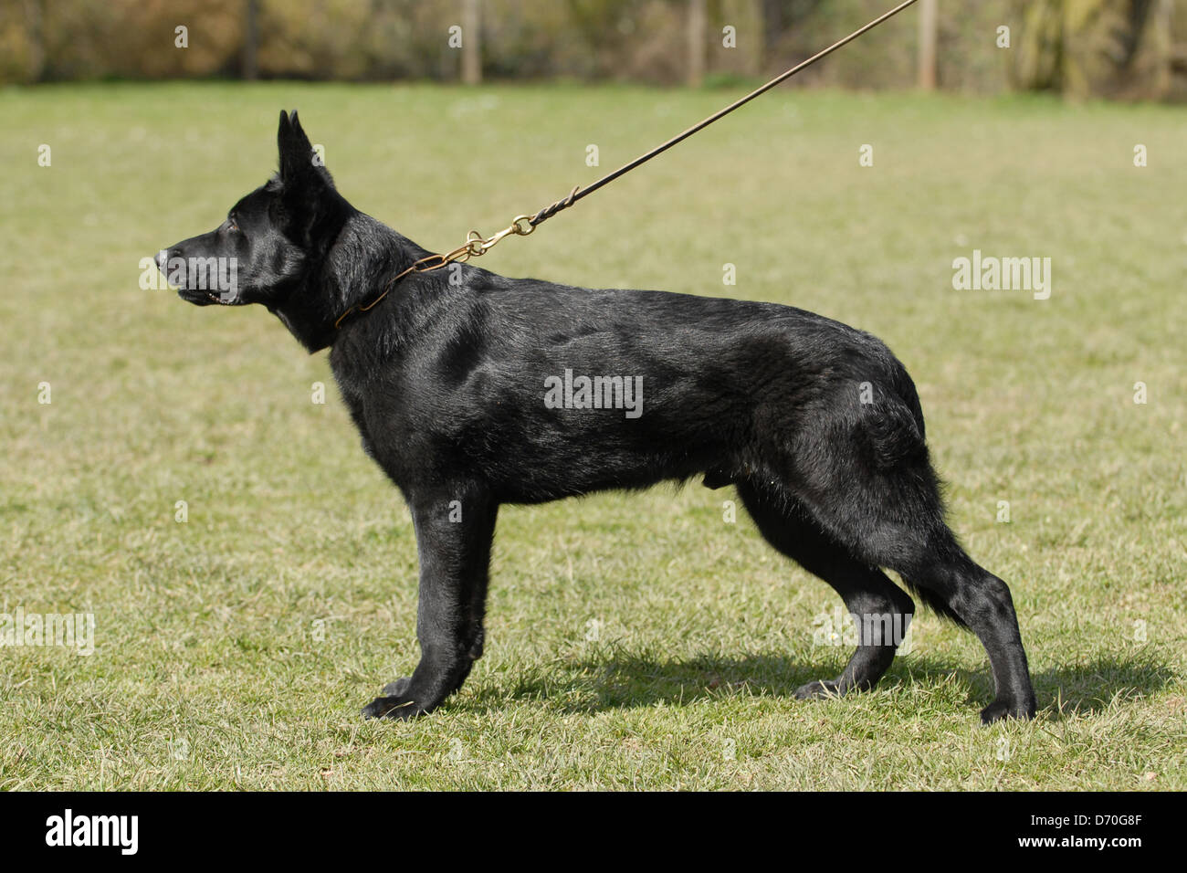 Deutscher Schäferhund Stockfoto