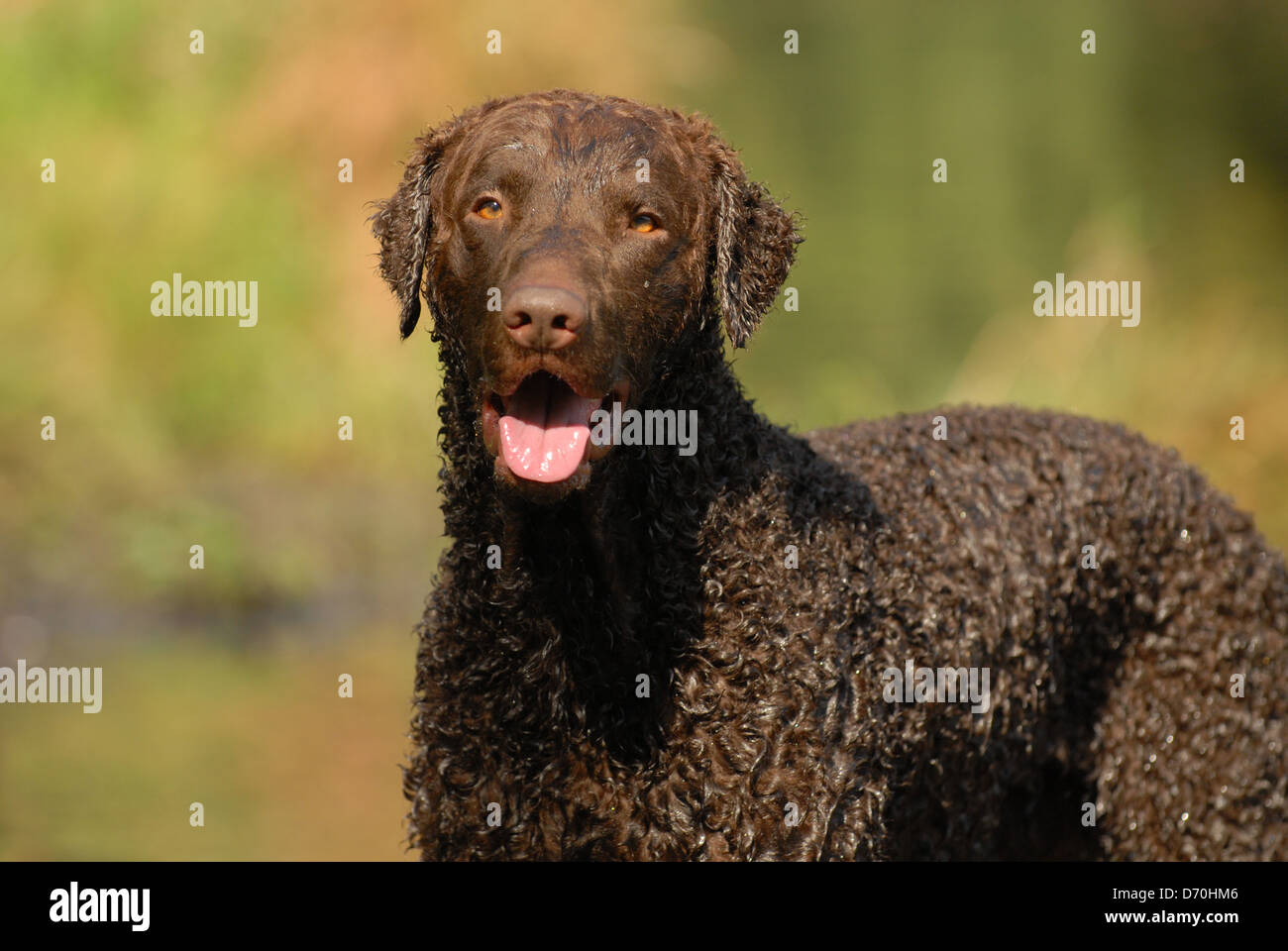 curly coated retriever for sale