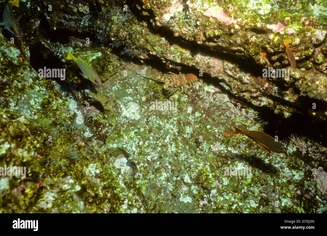 Tauchen, Cocos Island Juli 1998 digitale Unterwasser Folien Konvertierungen, Cocos Island, Isla de Cocos, Costa Rica, Mittelamerika Stockfoto