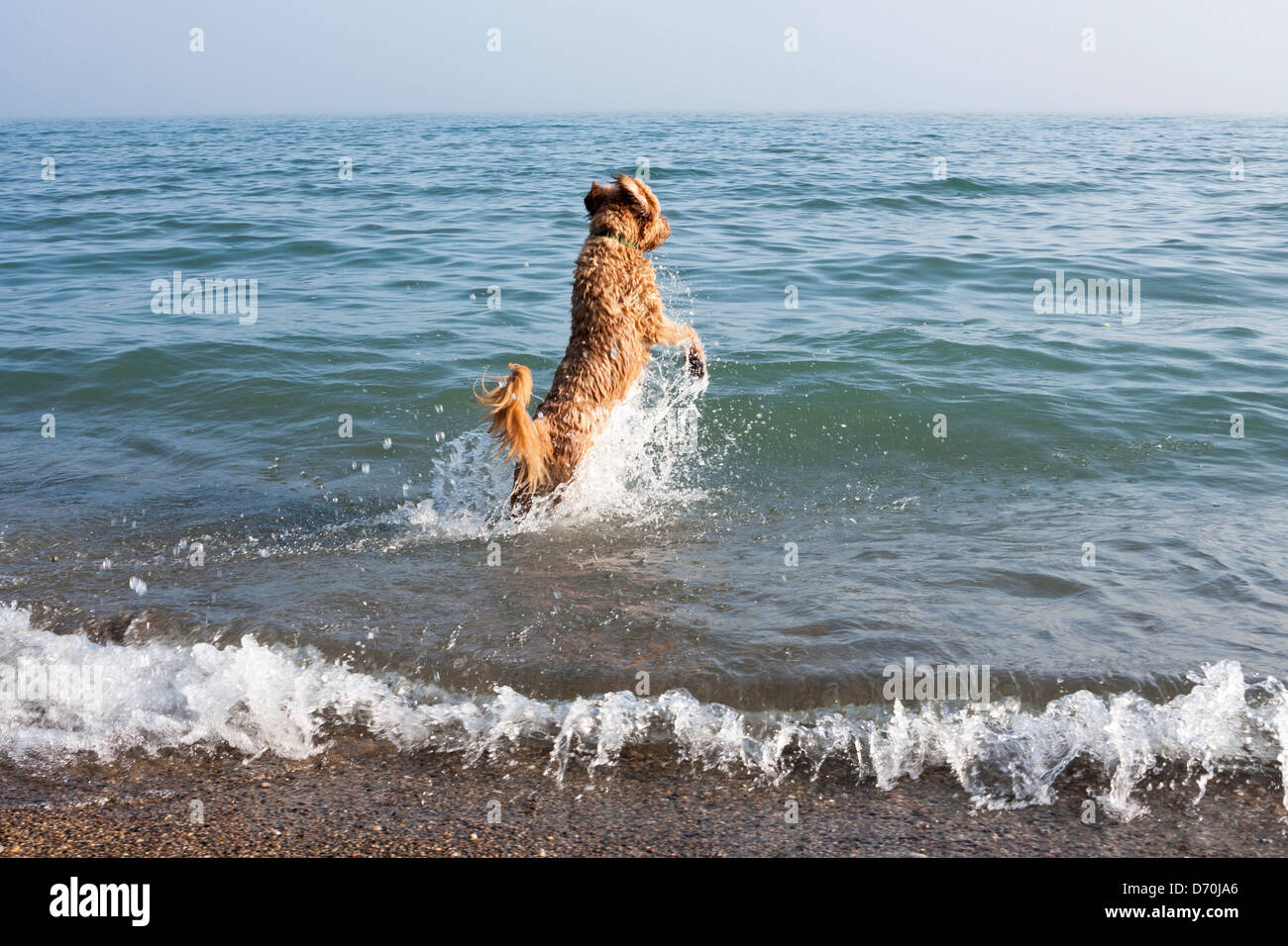 Ein Hund springt in den Lake Michigan an einem Herbstmorgen. Stockfoto