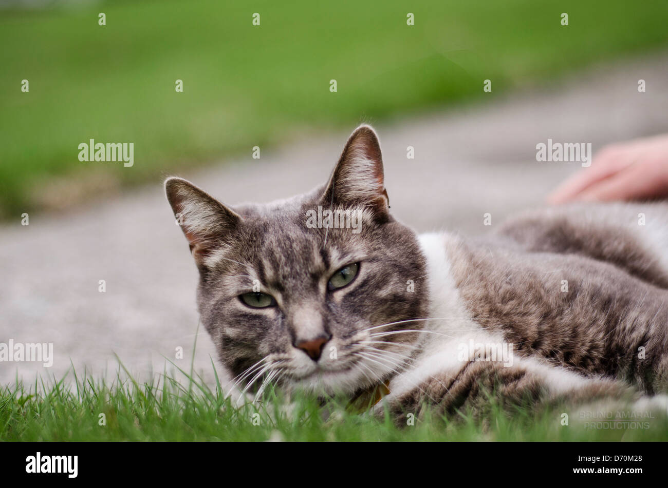 Katze auf dem Rasen Stockfoto