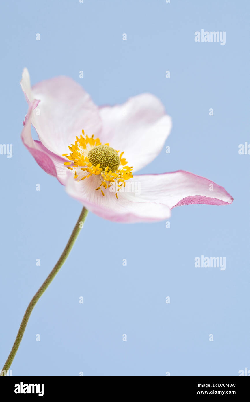 Japanische Anemonenblume - Anemone japonica Stockfoto