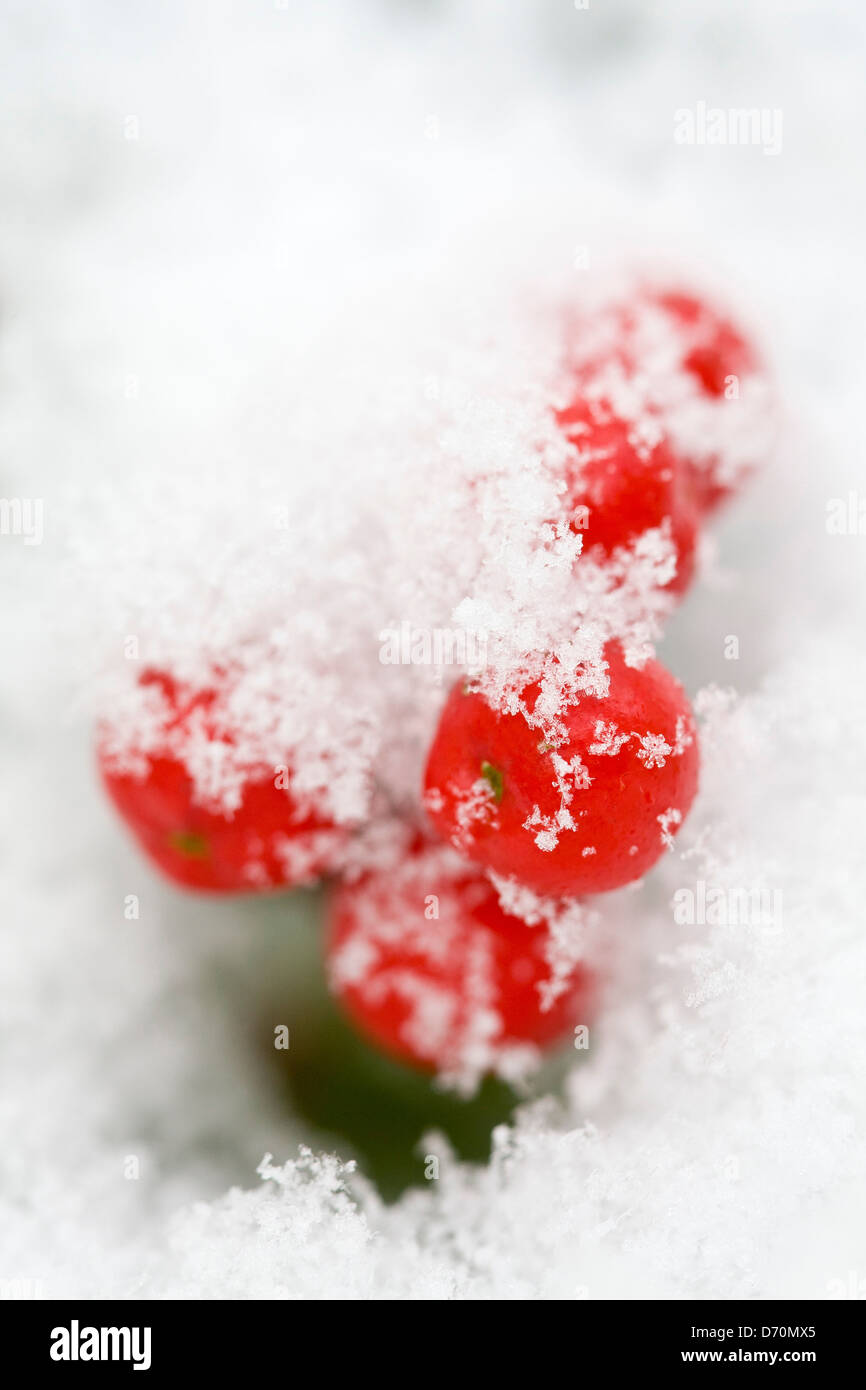 Schnee auf Zwergmispel Horizontalis Beeren Stockfoto