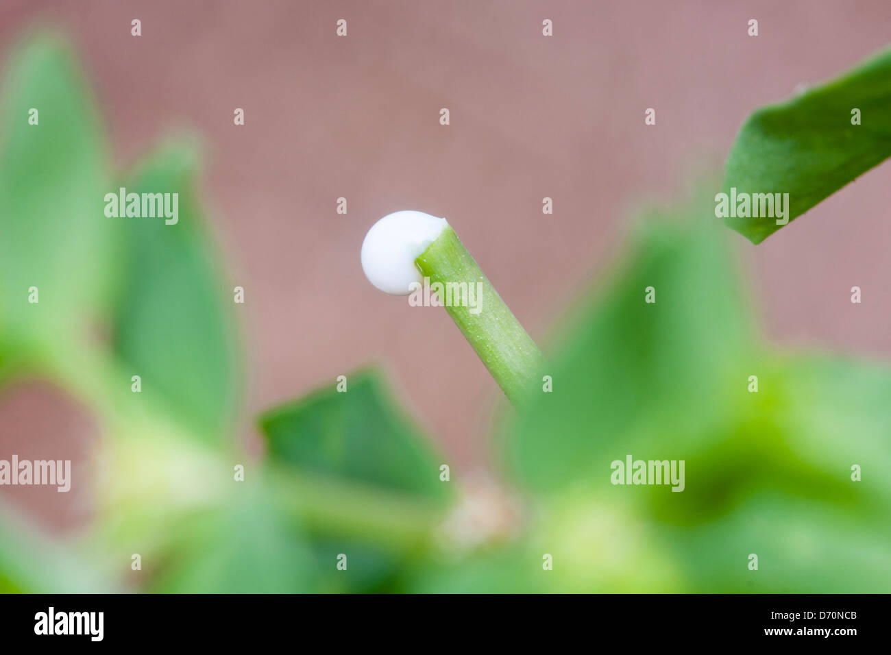 Ein Tropfen der milchige Saft von Petty Wolfsmilch Euphorbia peplus Stockfoto