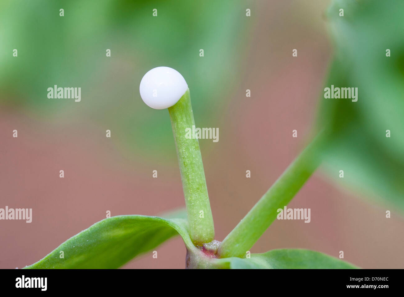 Ein Tropfen der milchige Saft von Petty Wolfsmilch Euphorbia peplus Stockfoto