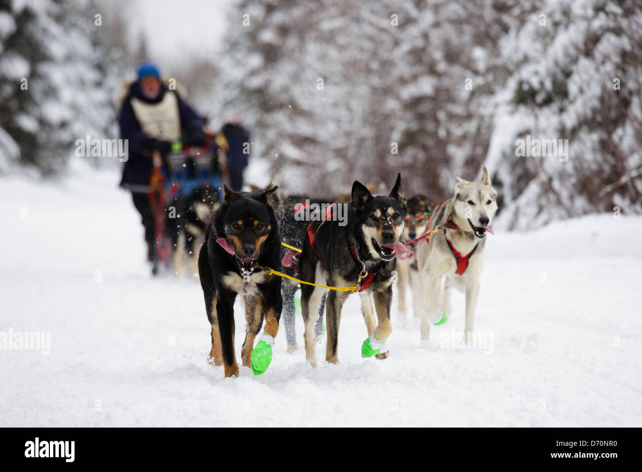 Ein Schlittenhunde-Team auf der Strecke zwischen Duluth und dem Highway 2 Checkpoint am ersten Tag des John Beargrease Sled Dog Race. Stockfoto