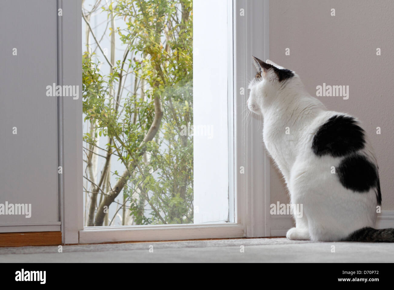 Kitty Katze schaut aus dem Fenster durch die vordere Tür eines Hauses beim  Sitzen auf dem Boden im Foyer im Laufe des Tages. Haustier Katze schaut aus  einer Tag-Fenster Stockfotografie - Alamy