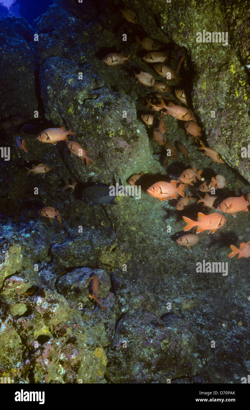 Tauchen, Cocos Island Juli 1998 digitale Unterwasser Folien Konvertierungen, Cocos Island, Isla de Cocos, Costa Rica, Mittelamerika Stockfoto