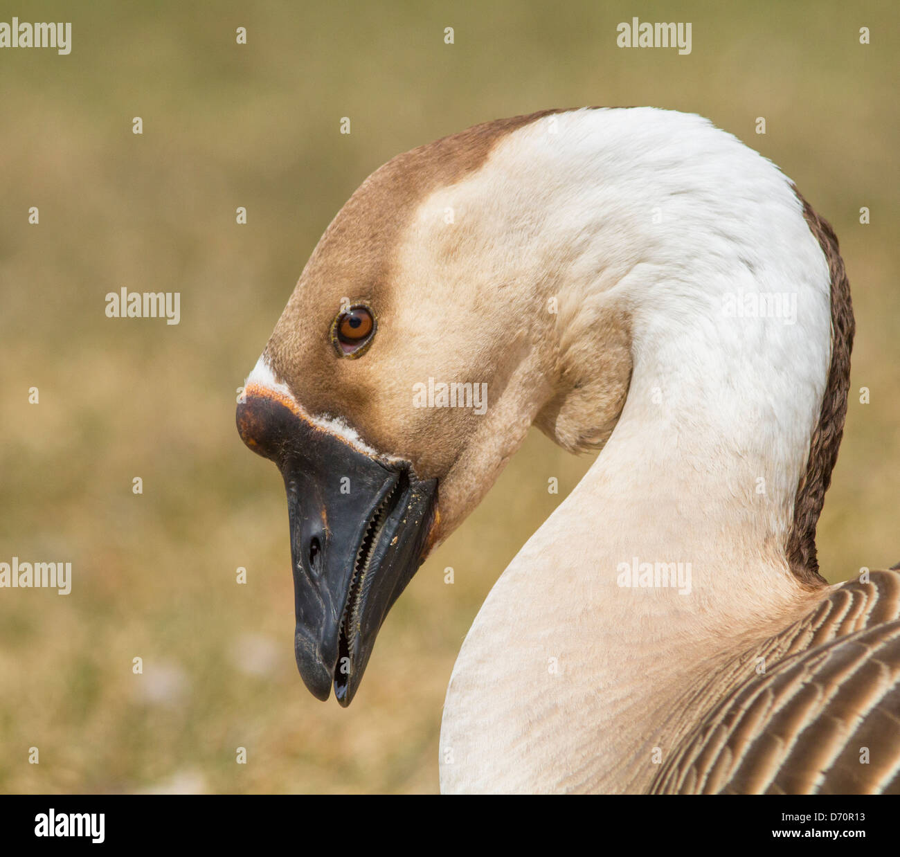 Aggressive männliche Graugans Gans Porträt im park Stockfoto