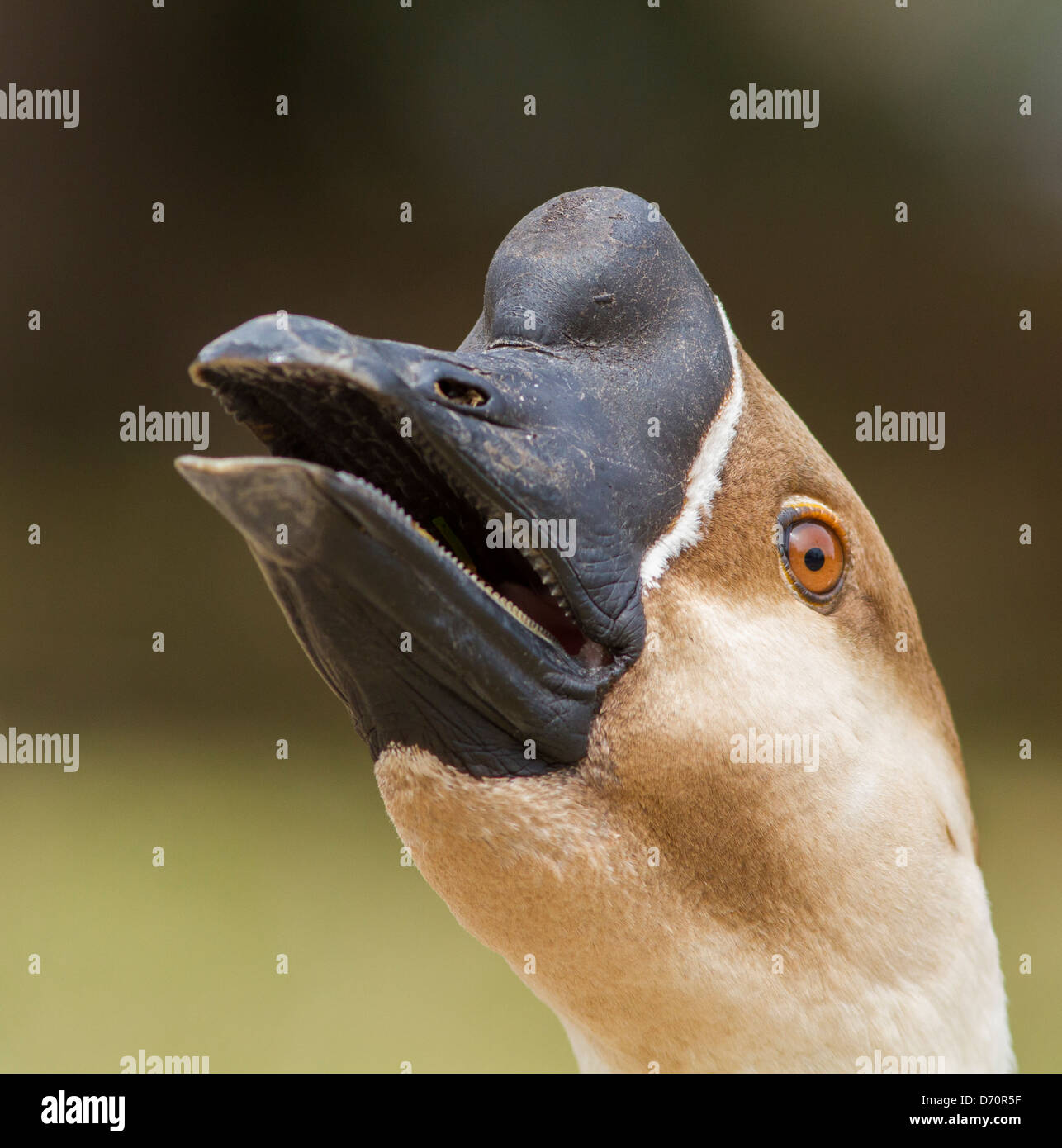 Aggressive männliche Graugans Gans Porträt im park Stockfoto