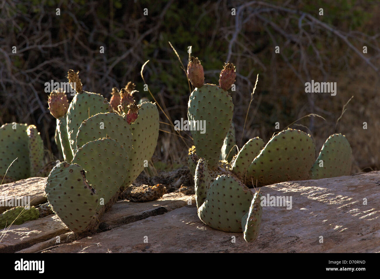 USA, Utah, Zion National Park, Zion-Mount Carmel Highway, Stachelige Birne Stockfoto