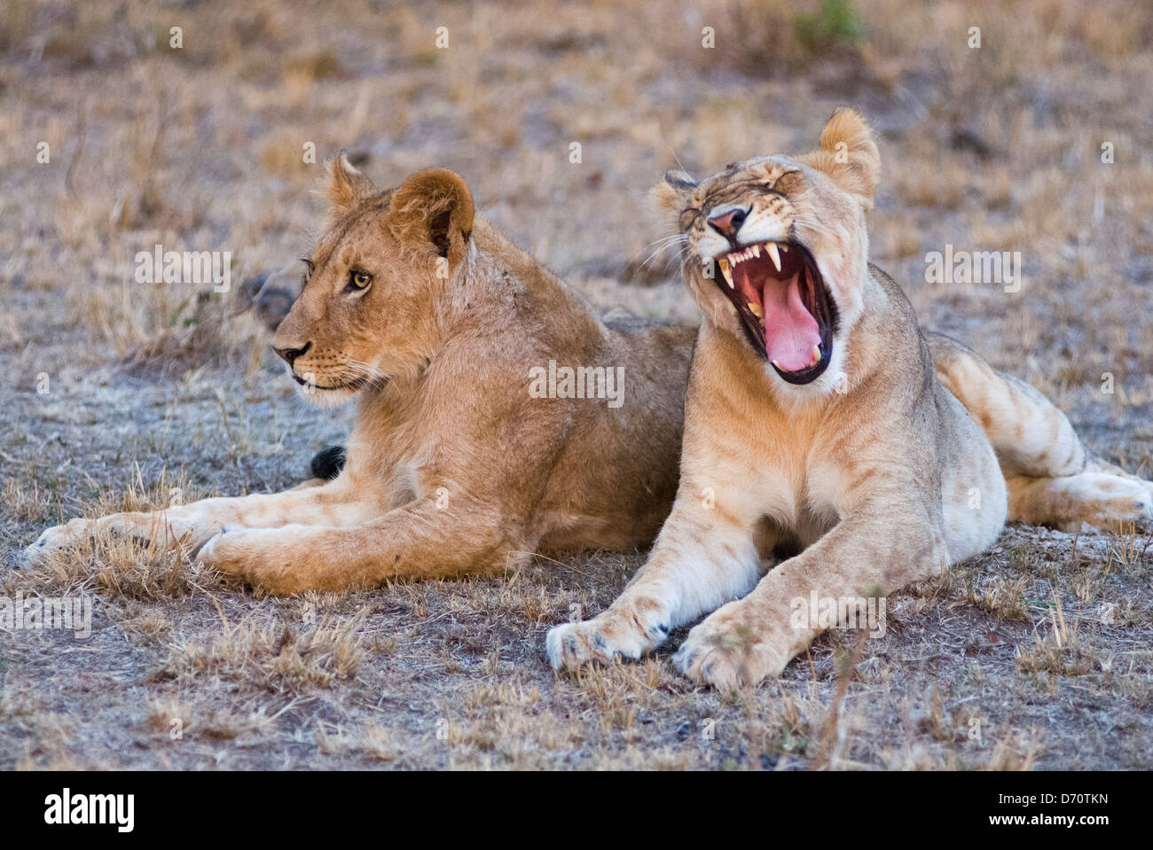 Kenia, Masai Mara National Reserve, Young Lions (Panthera Leo) liegen auf Feld Stockfoto