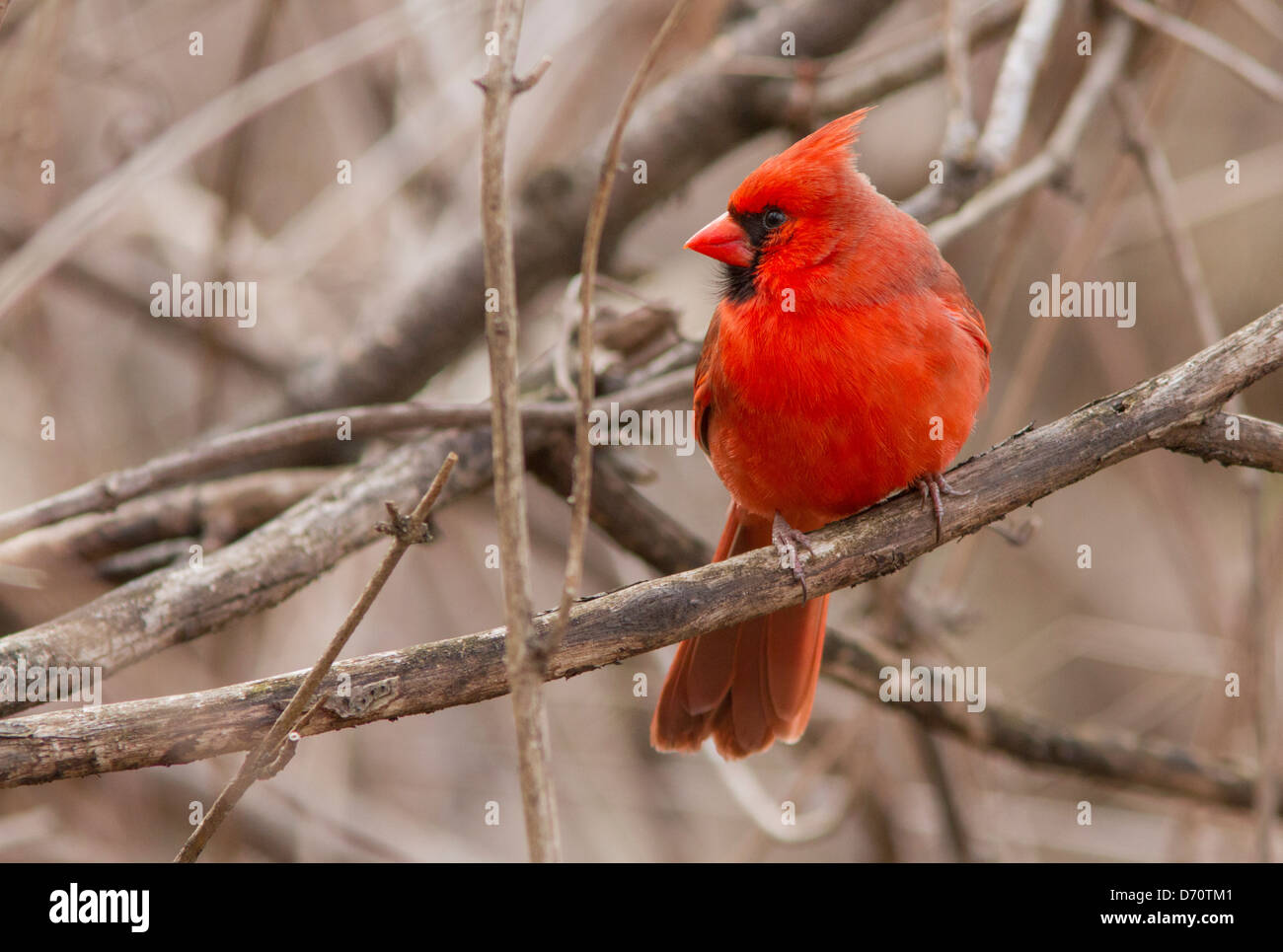 Nördlichen Kardinal Männchen im Frühjahr Gefieder. Stockfoto