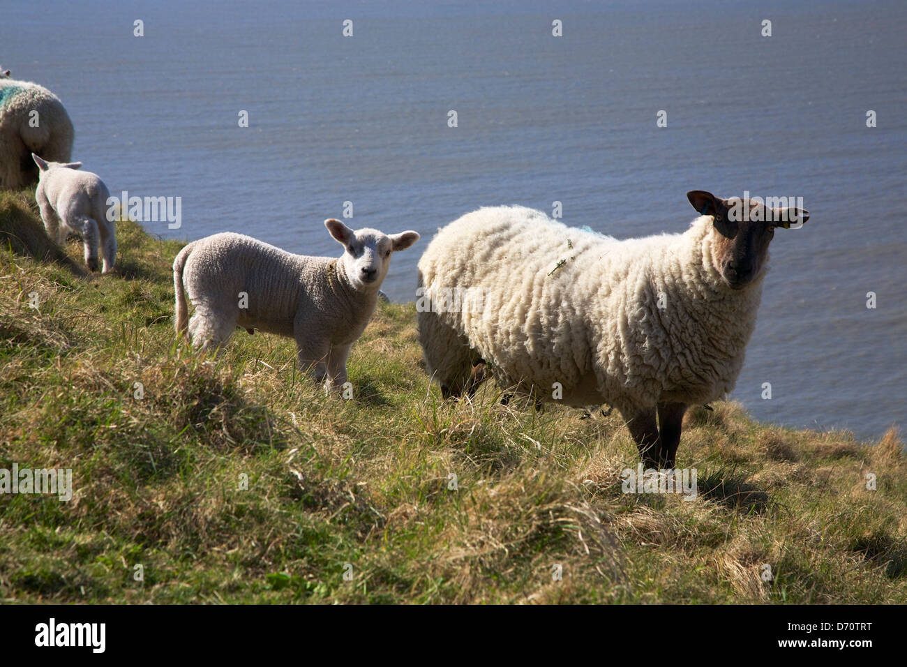 Schafe und Lämmer auf Southerndown Klippen mit Blick auf den Kanal von Bristol, South Wales, UK Stockfoto