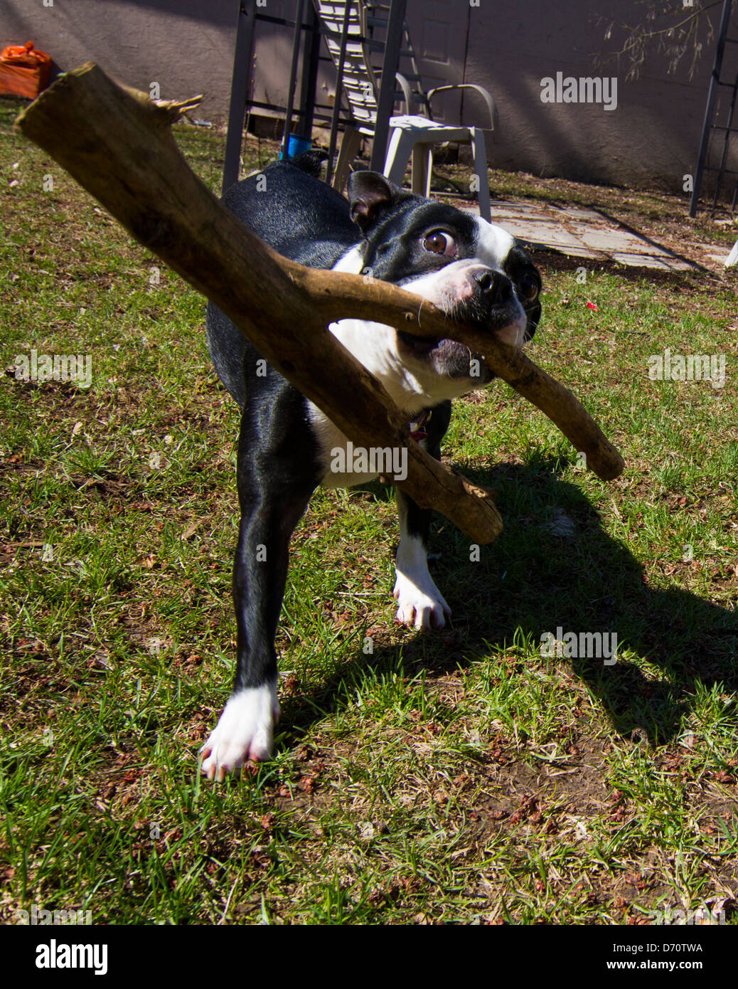 Eine schöne schwarze und weiße französische Bulldogge spielen Stockfoto