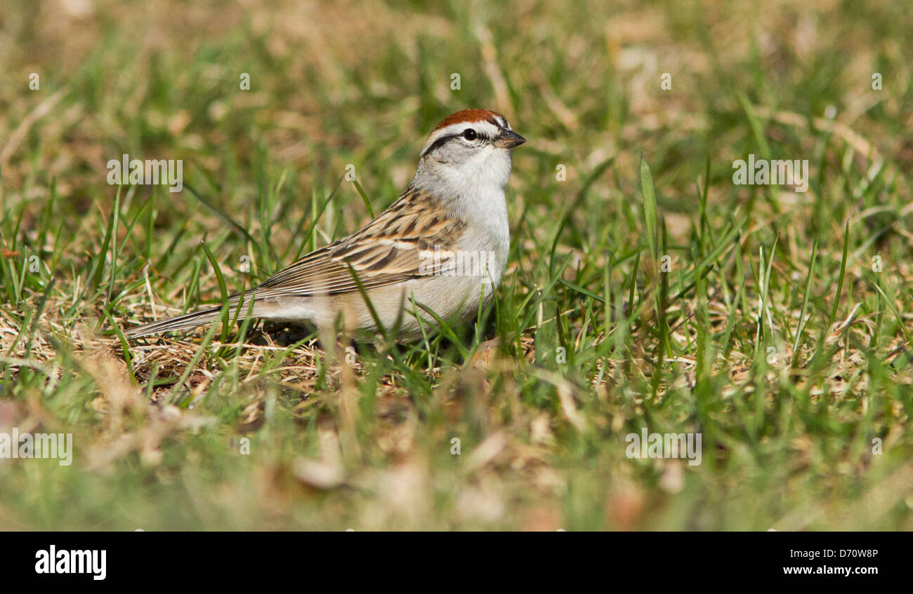 Chipping-Sparrow (Spizella Passerina) im Frühjahr Stockfoto