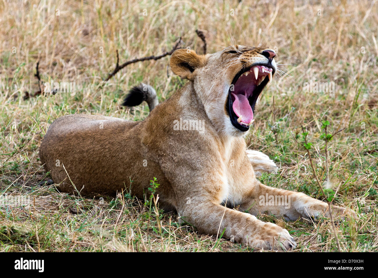 Kenia, Masai Mara National Reserve, close-up der weiblichen Löwe (Panthera Leo) Stockfoto