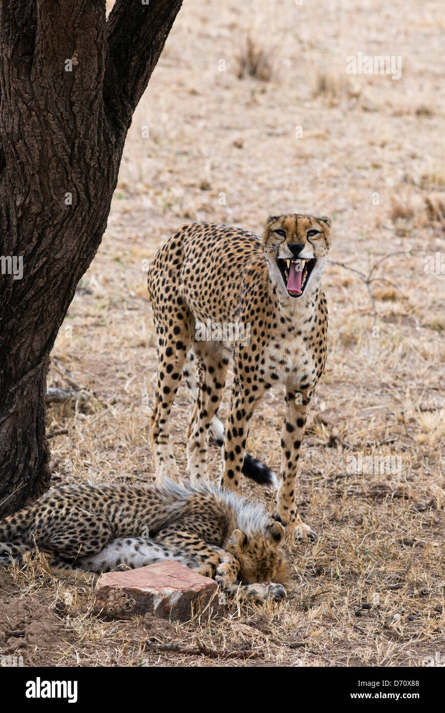 Kenia, Masai Mara National Reserve, Ansicht der Gepard (Acinonyx Jubatus) Mutter und zwei jungen Stockfoto