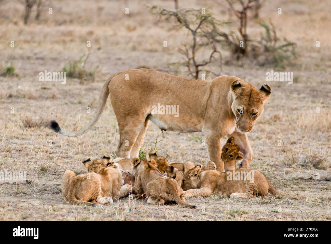 Kenia, Masai Mara National Reserve, Löwenbabys mit Löwin (Panthera Leo) Stockfoto