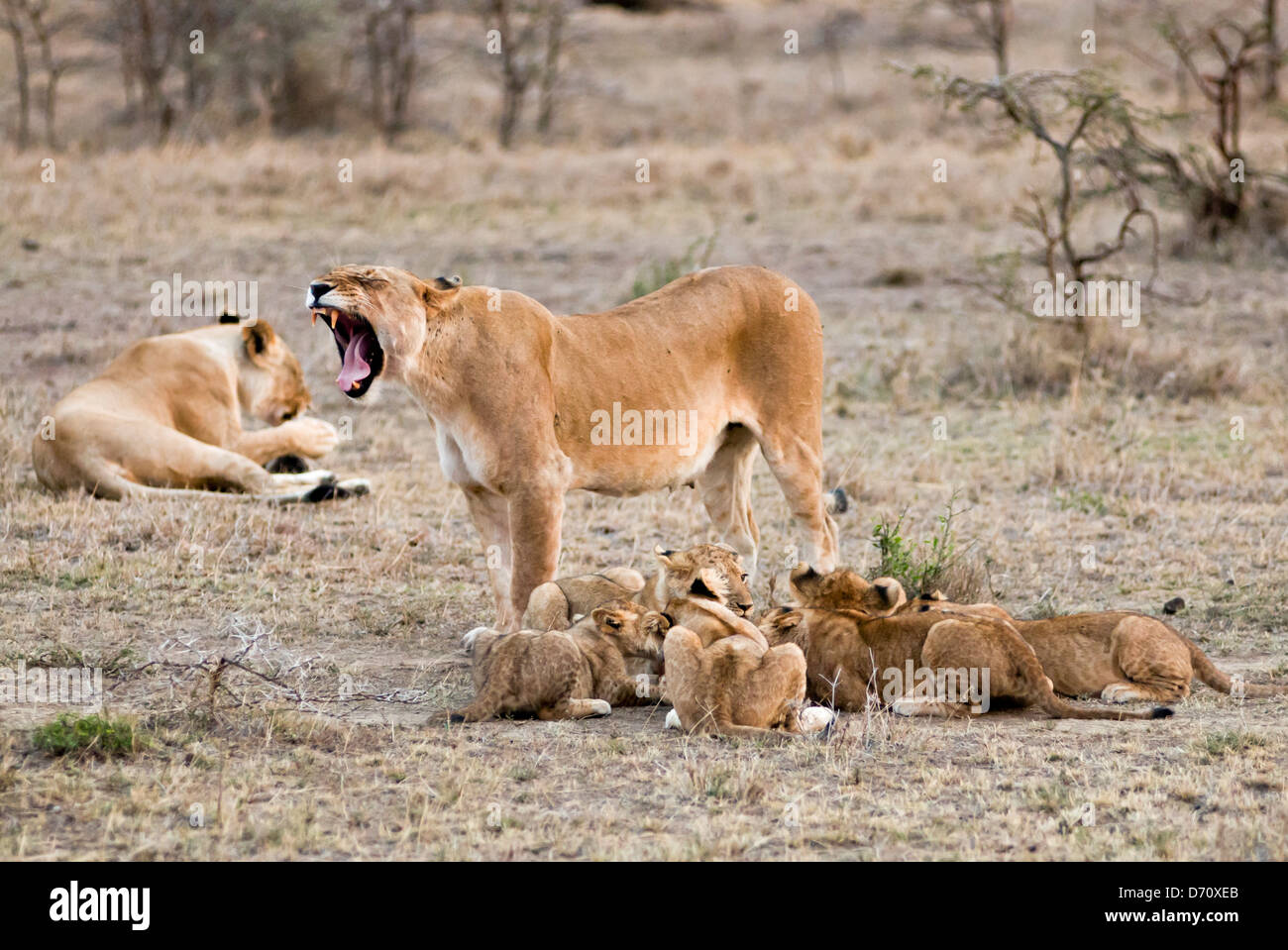 Kenia, Masai Mara National Reserve, Löwenbabys mit Löwin (Panthera Leo) Stockfoto