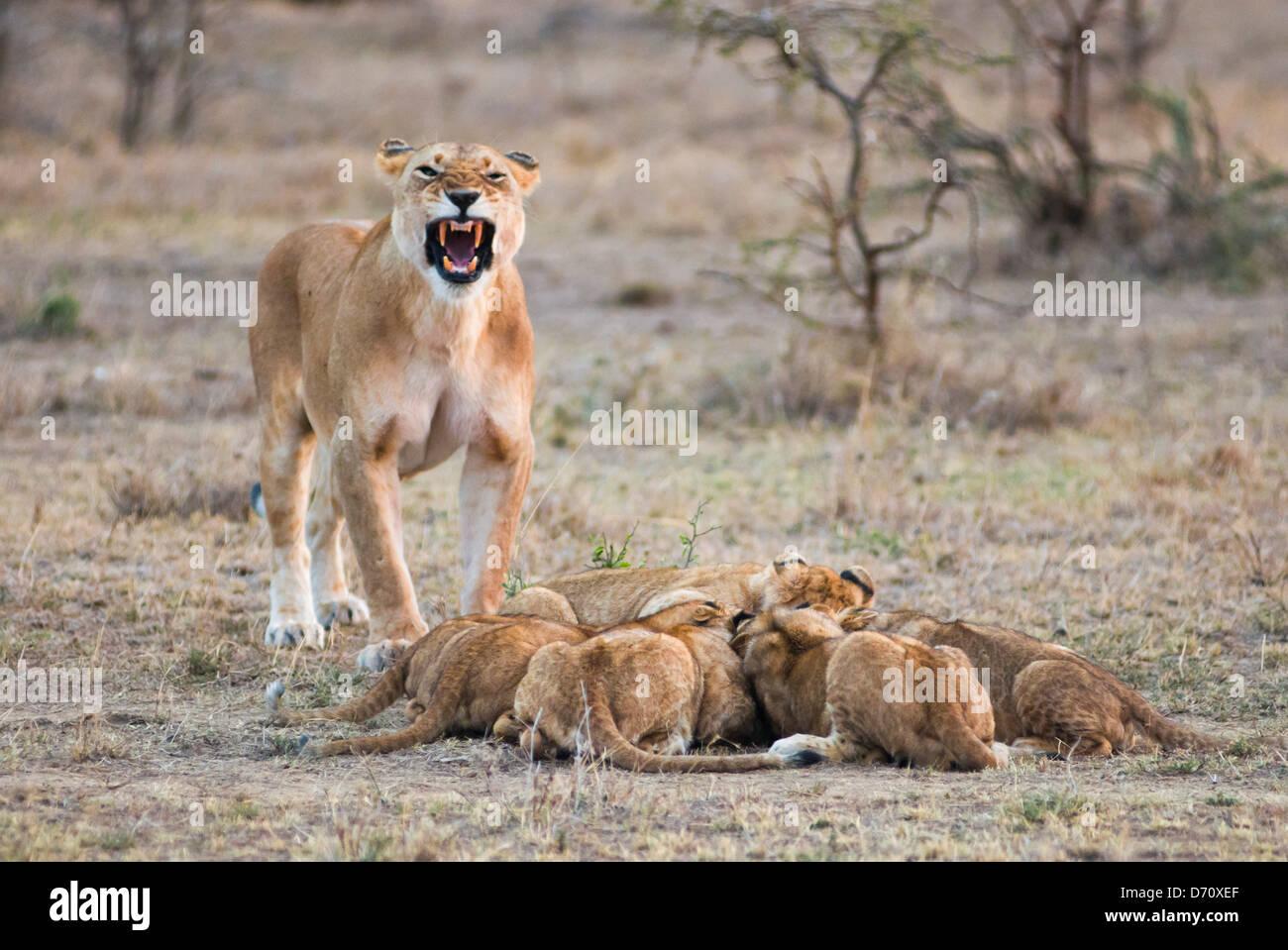 Kenia, Masai Mara National Reserve, Löwenbabys mit Löwin (Panthera Leo) Stockfoto