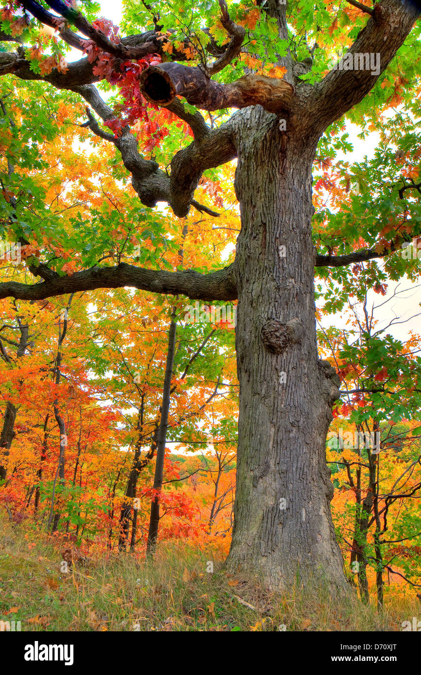 Herbst, Niagara Escarpment, Ontario, Kanada Stockfoto