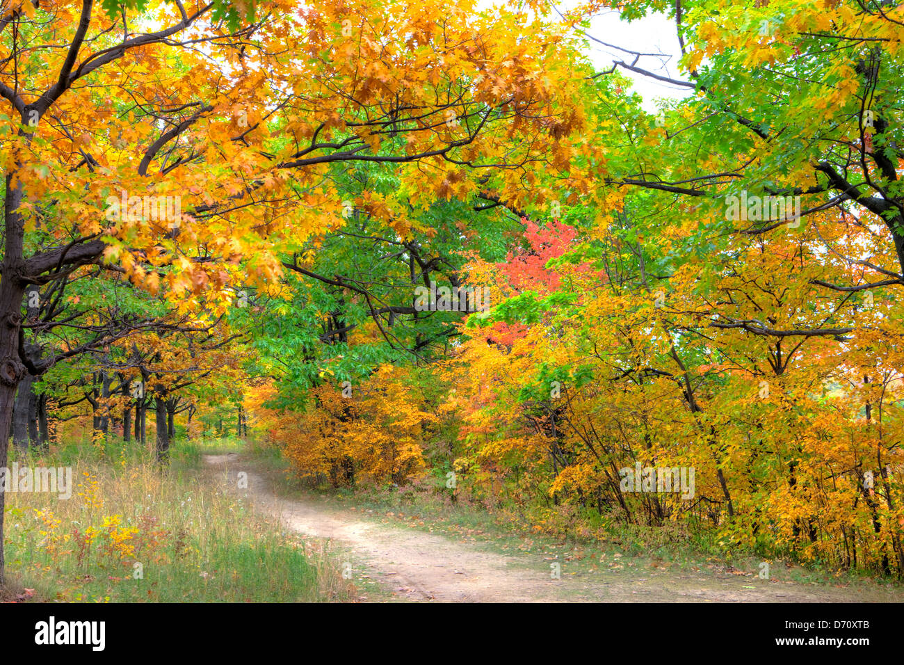 Herbst-Niagara Escarpment Ontario Kanada Stockfoto