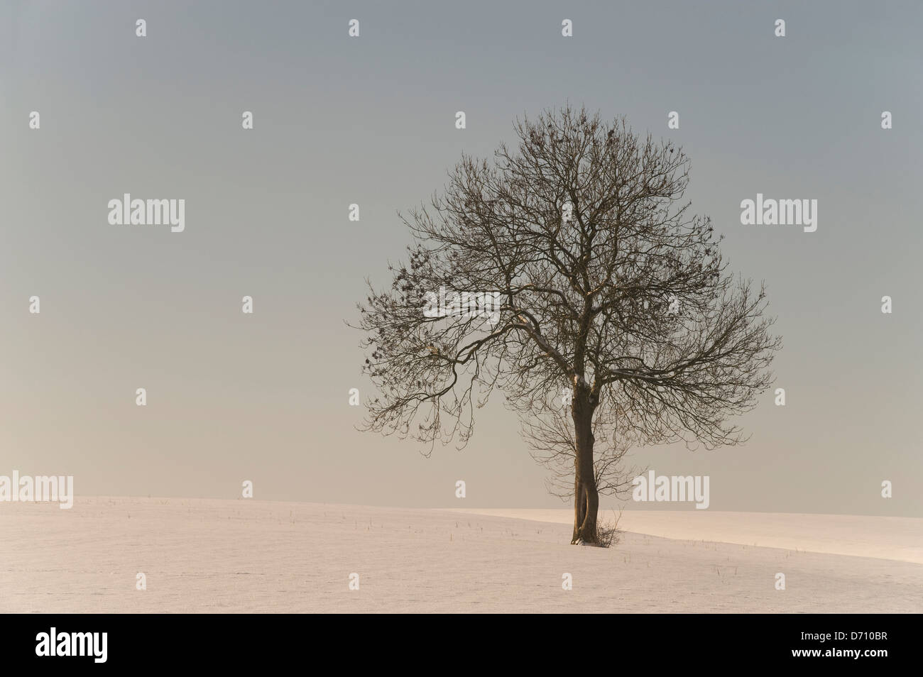 Einzigen Baum in Winterlandschaft Stockfoto