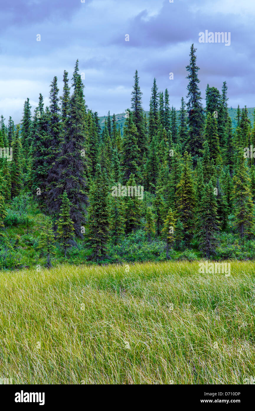 Sumpfgras wächst an einem Tundra-Teich in der Nähe von Teklanika River, Denali National Park, Alaska, USA Stockfoto