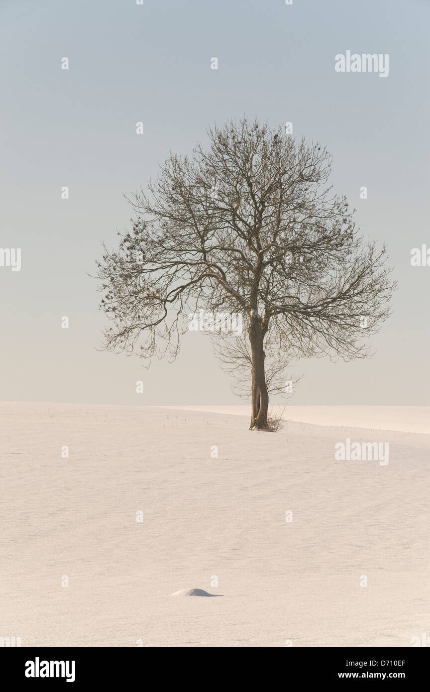 Einzigen Baum in Winterlandschaft Stockfoto