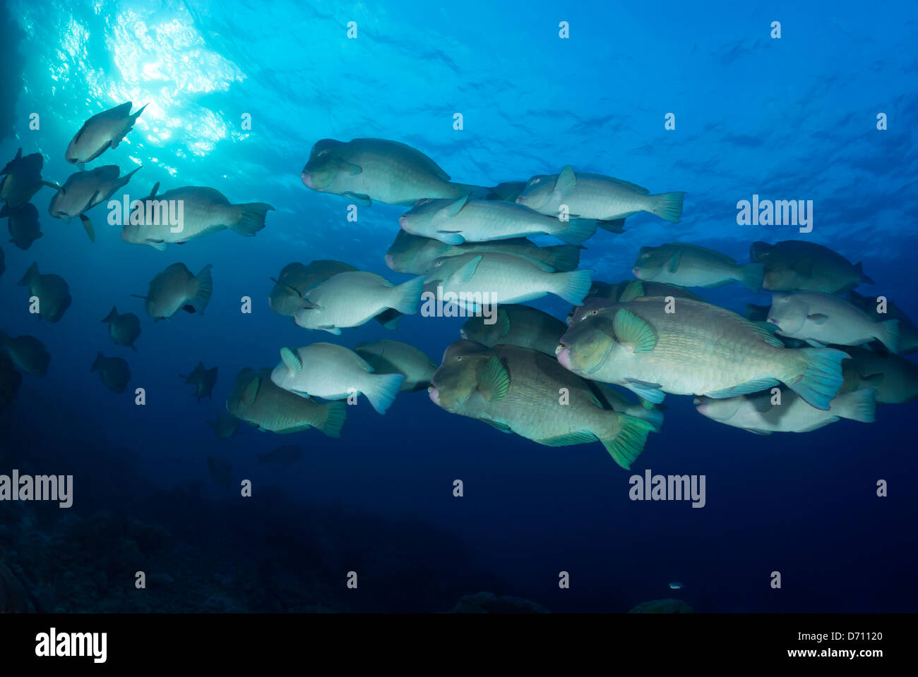 Gruppe von Büffelkopf Papageienfische, Bolbometopon Muricatum, Great Barrier Reef und Coral Sea, Süd-Pazifik Stockfoto