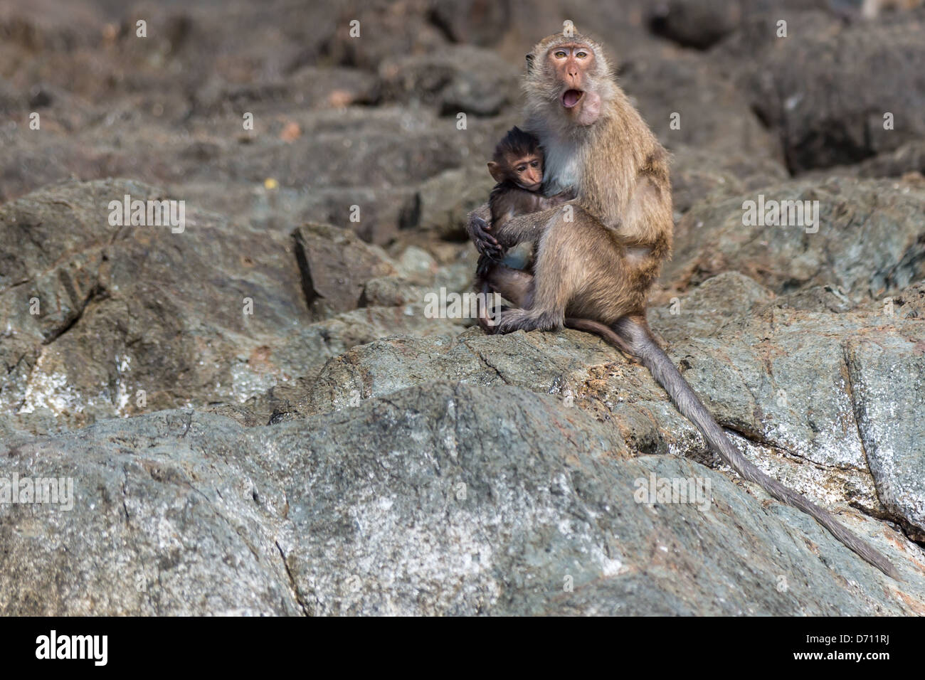 Affe auf den Felsen Stockfoto