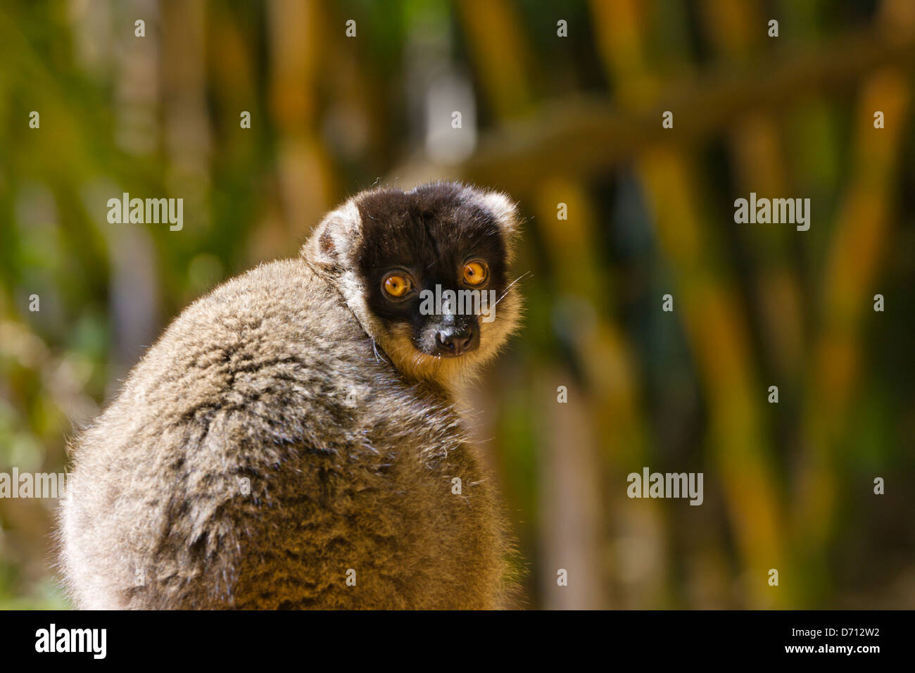 Brauner Lemur (Eulemur Fulvus) im Wald, Perinet Reservat, Madagaskar Stockfoto