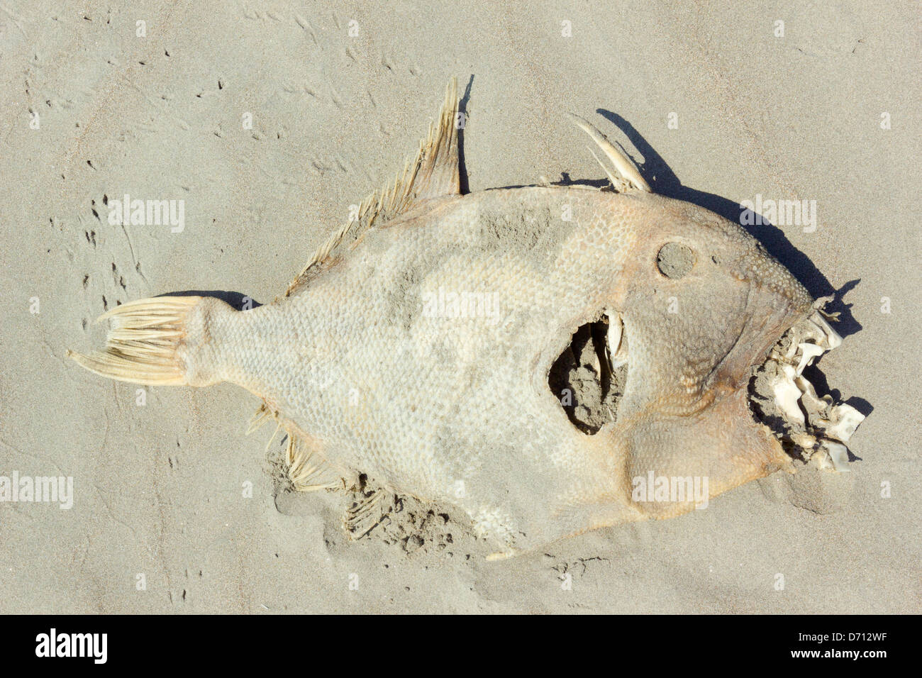 Tote Fische an einem Strand an der Pazifikküste Ecuadors Stockfoto