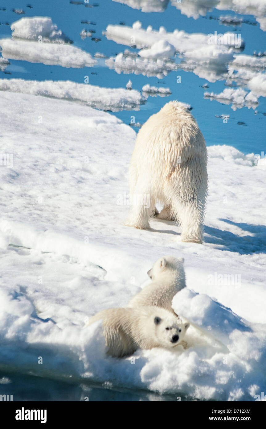 #1 in einer Serie von zehn Bilder einer Mutter Eisbär, Ursus maritimus, Stalking eine Dichtung ihre Jungen, Svalbard, Norwegen zu füttern. Suchen Sie 'PBHunt' für alle. Stockfoto