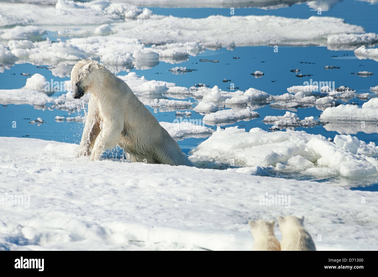 #3 in einer Serie von zehn Bilder einer Mutter Eisbär, Ursus maritimus, Stalking eine Dichtung ihre Jungen, Svalbard, Norwegen zu füttern. Suchen Sie 'PBHunt' für alle. Stockfoto