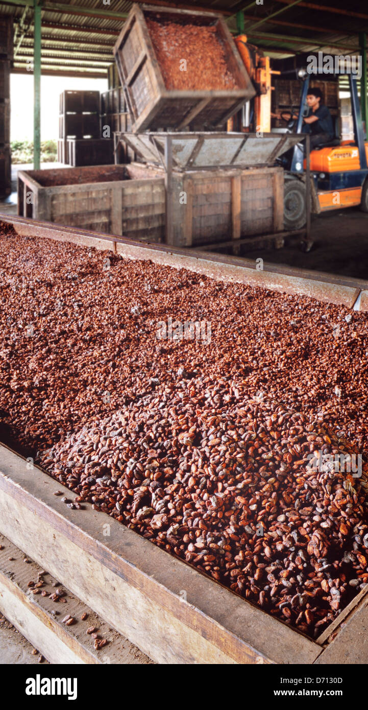 Verarbeitung von Kakaobohnen (Theobroma Cacao), Ost-Malaysia Stockfoto