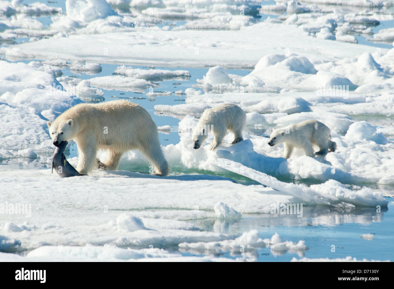 Nr. 5 in eine Reihe von Bildern von einer Mutter Eisbär, Ursus maritimus, Stalking eine Dichtung ihre Jungen, Svalbard, Norwegen zu füttern. Suchen Sie 'PBHunt' für alle. Stockfoto