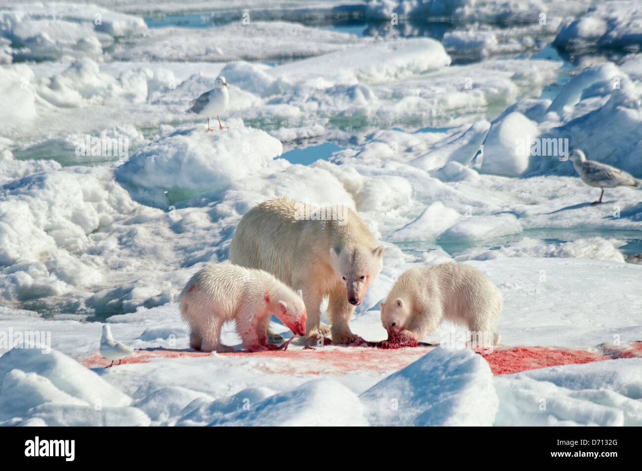 #7 in einer Reihe von Bildern von einer Mutter Eisbär Ursus Maritimus, stalking eine Dichtung zu füttern ihre Twin jungen, Spitzbergen, Norwegen Stockfoto