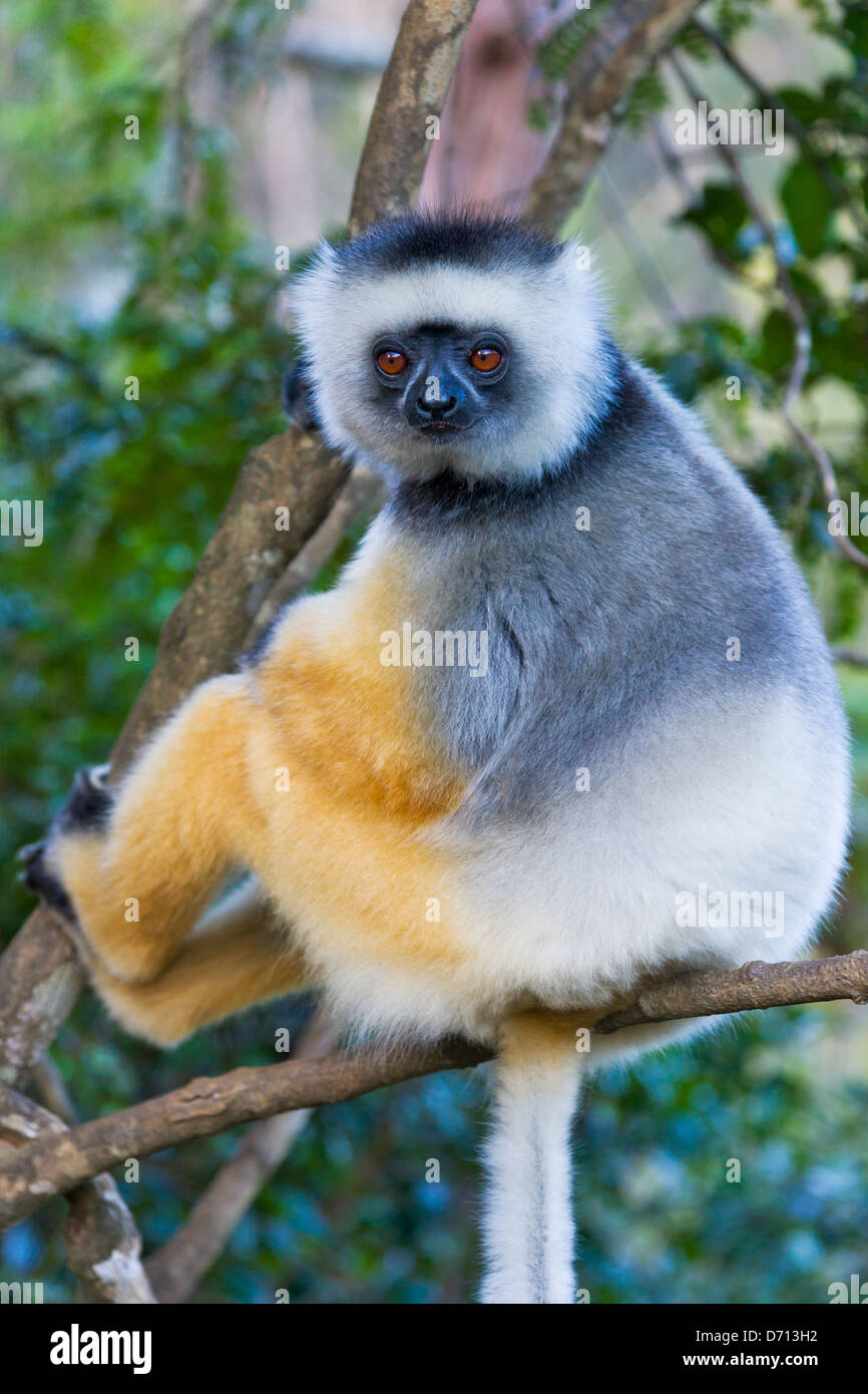 Goldenes Haar Sifaka, Madagaskar Stockfoto