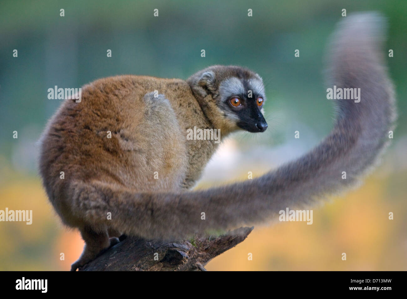 White-fronted braune Lemur, Madagaskar Stockfoto