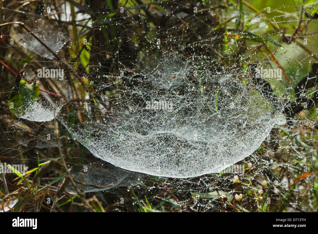 Spinnennetz im Dschungel, Perinet, Madagaskar Stockfoto