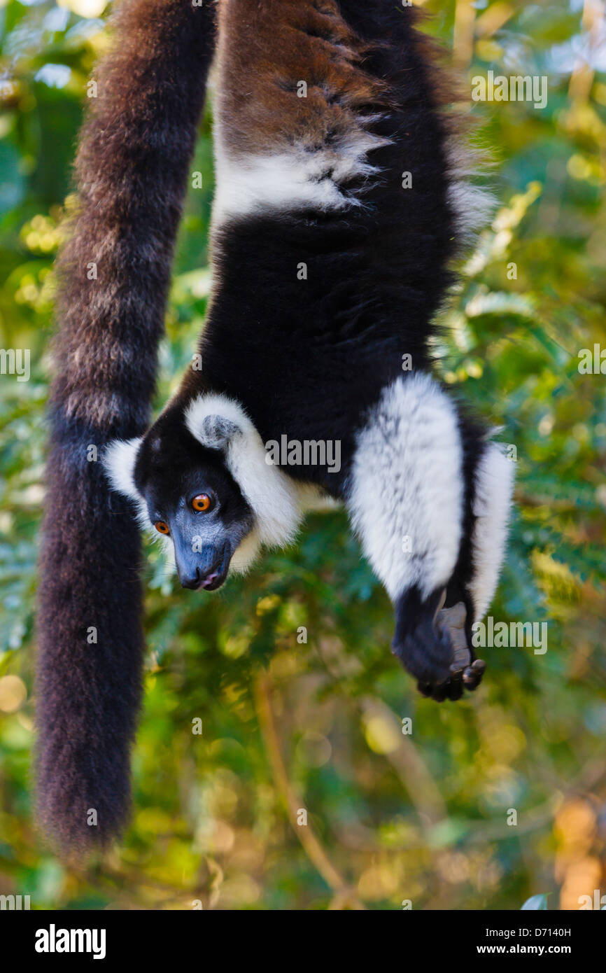 Schwarz und weiß Ruffed Lemur (Varecia Variegata), Madagaskar Stockfoto