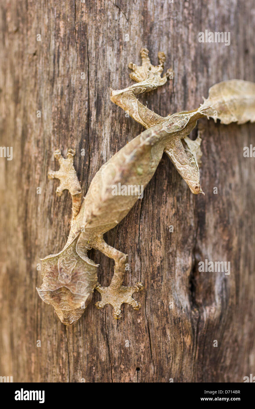 Blatt-tailed Gecko, Madagaskar Stockfoto