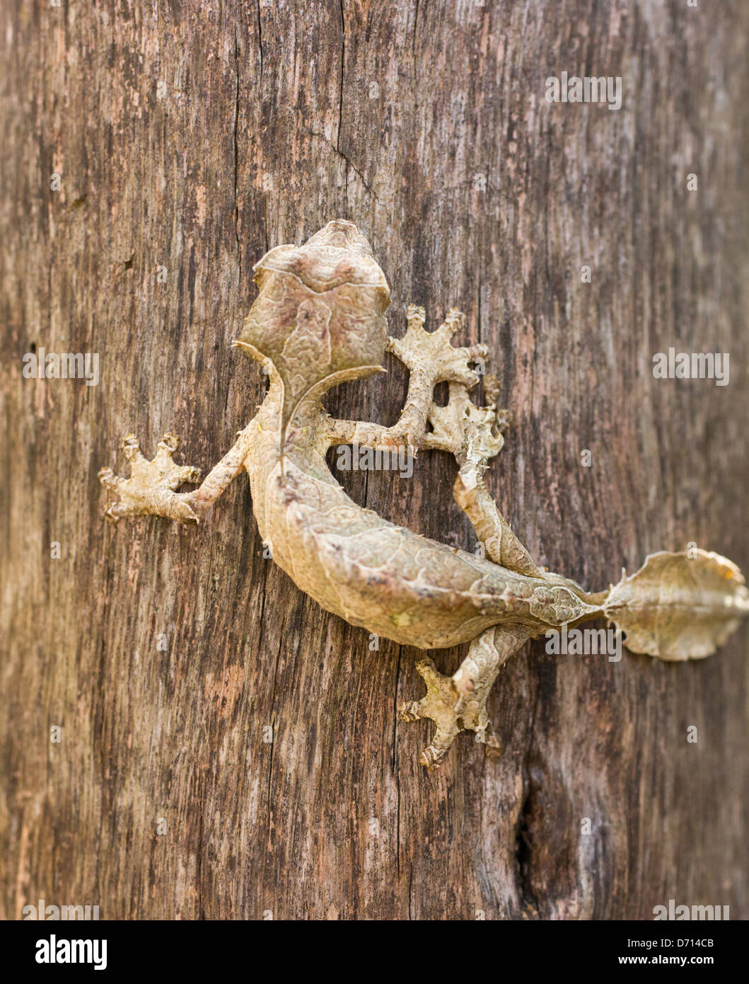 Blatt-tailed Gecko, Madagaskar Stockfoto