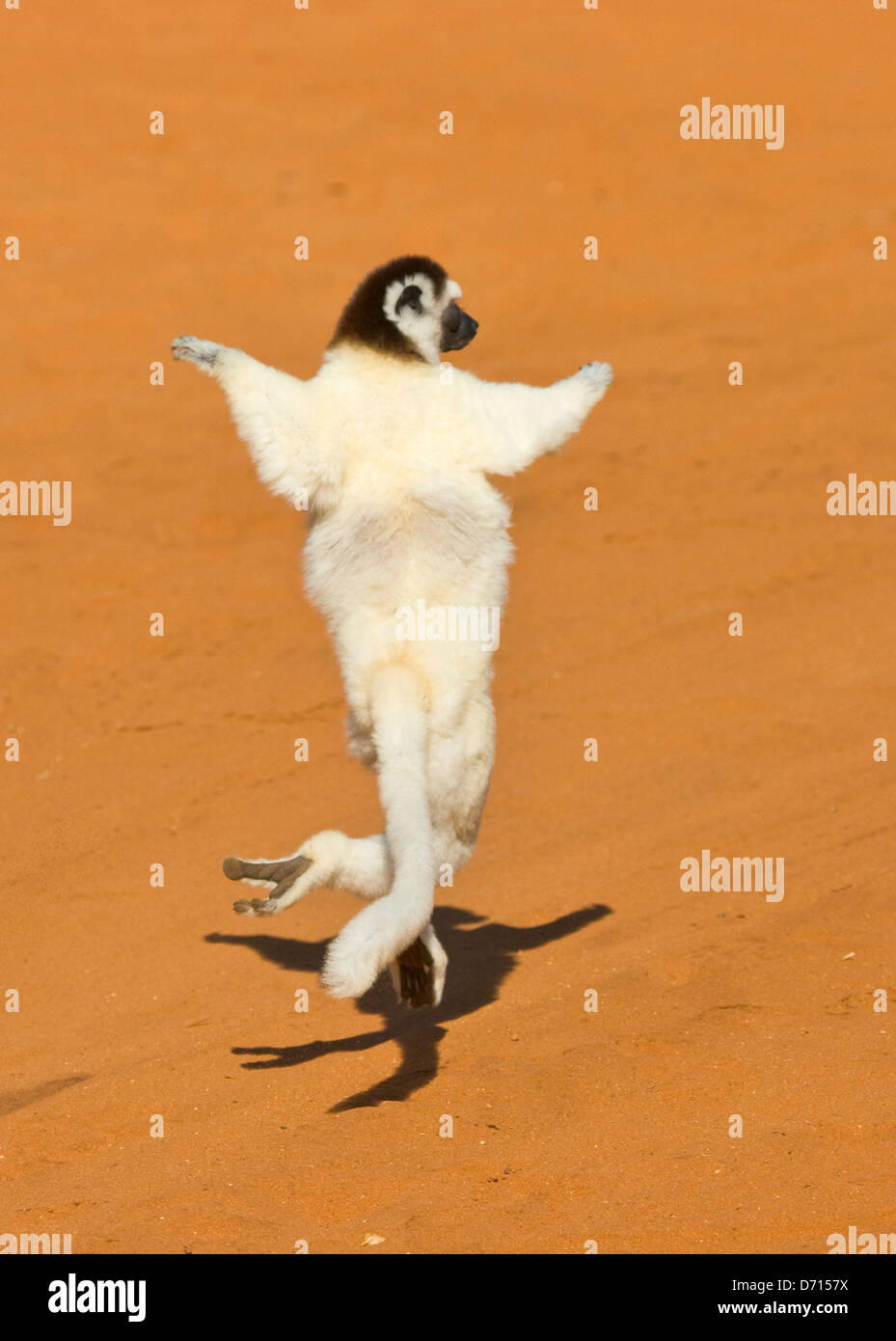 Coquerel Sifaka (Propithecus Coquereli) tanzen, Berenty Nationalpark, Madagaskar Stockfoto