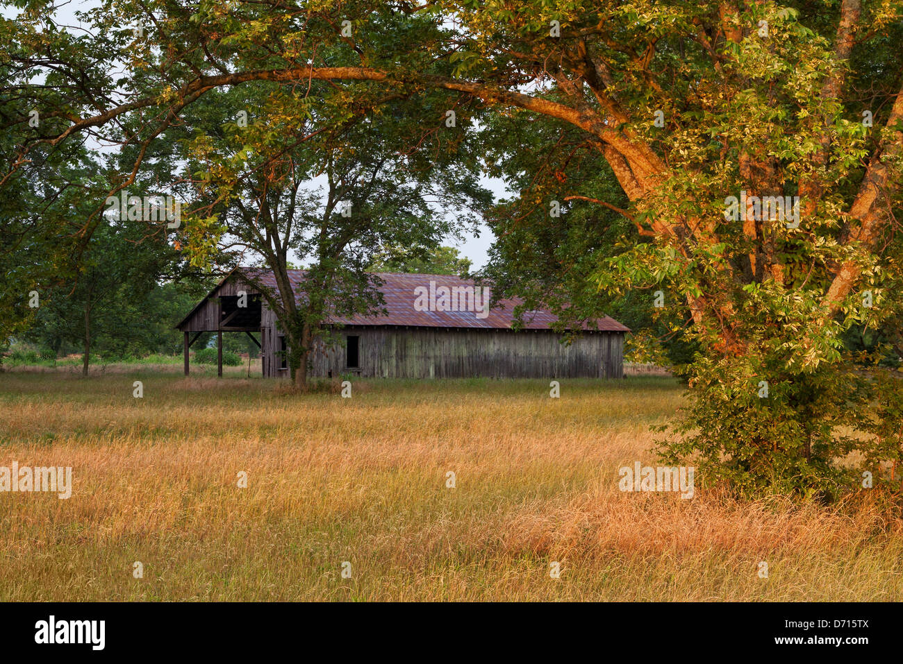 USA, Arkansas, Coy, alte Scheune in Pecan Obstgarten in der Morgendämmerung Stockfoto