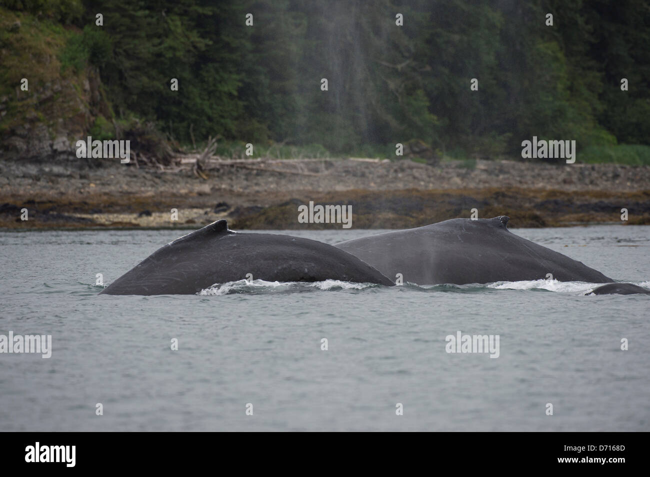 Buckelwale, die Fütterung in der False Bay, Chatham Strait, Chichagof Island, Tongass National Forest, Alaska, USA Stockfoto